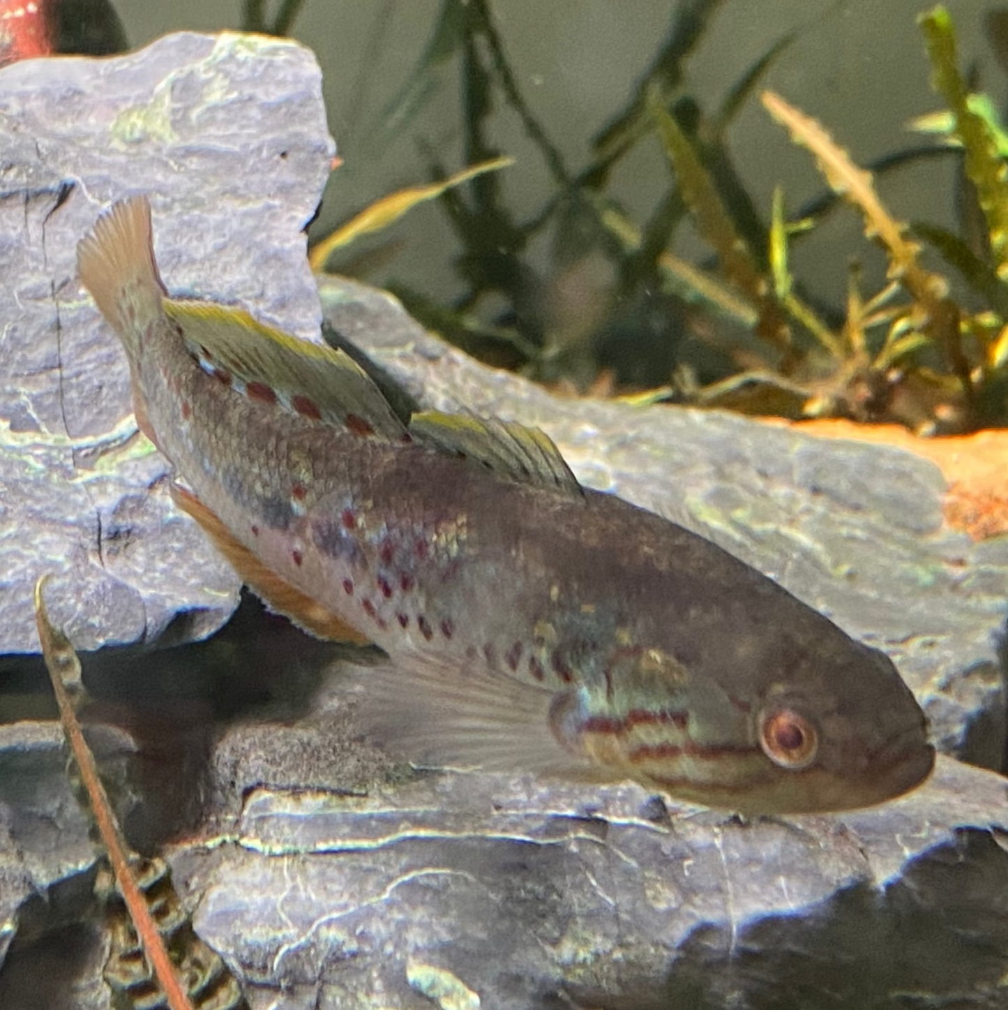 Purple Spotted Gudgeon