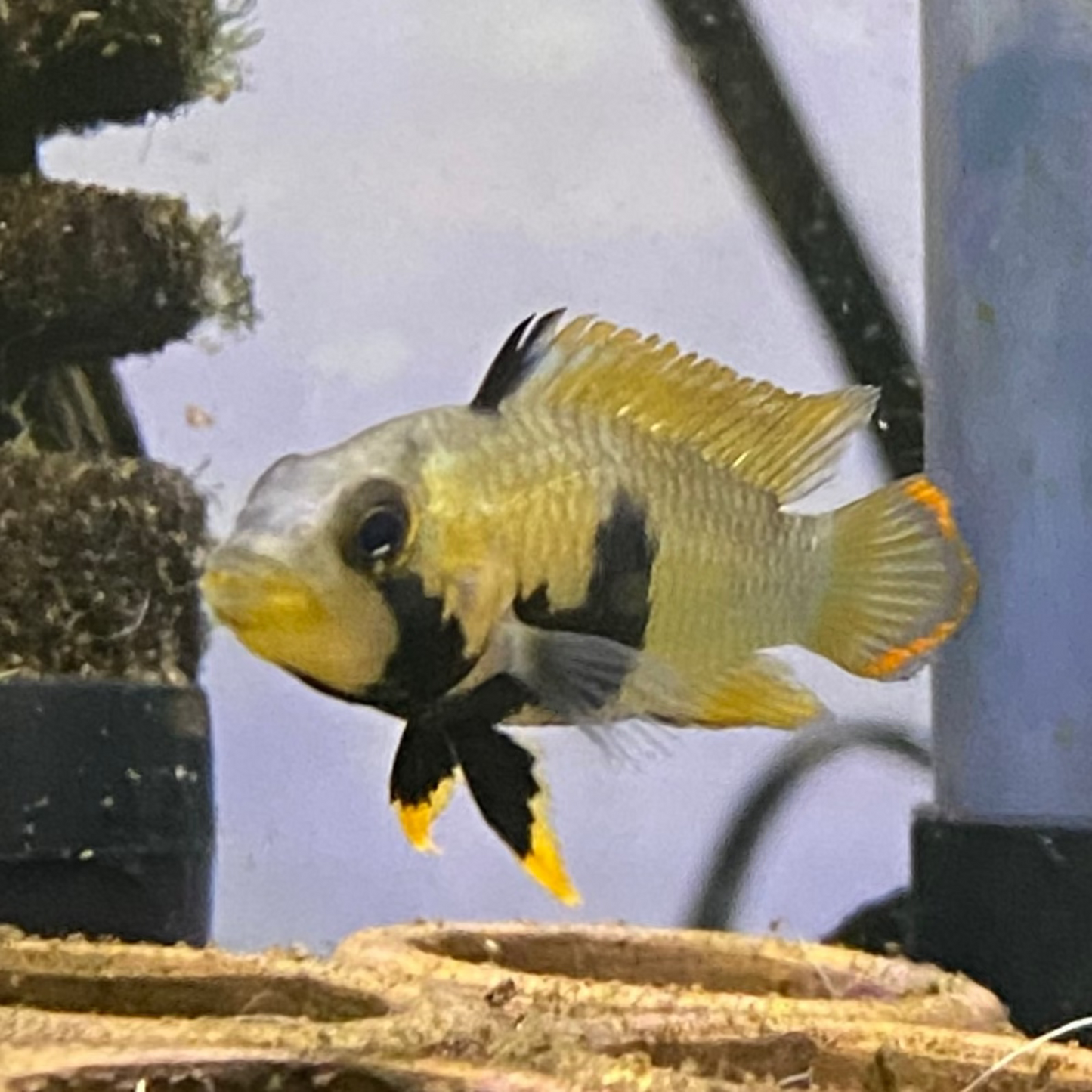 Blue Panda Apistogramma