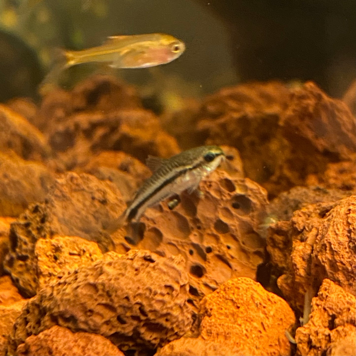 Pygmy Cory - Corydoras Pygmaeus