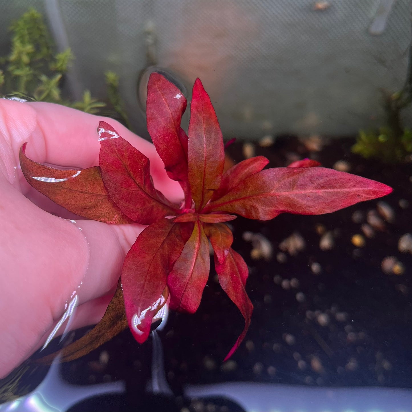 Alternanthera Reineckii