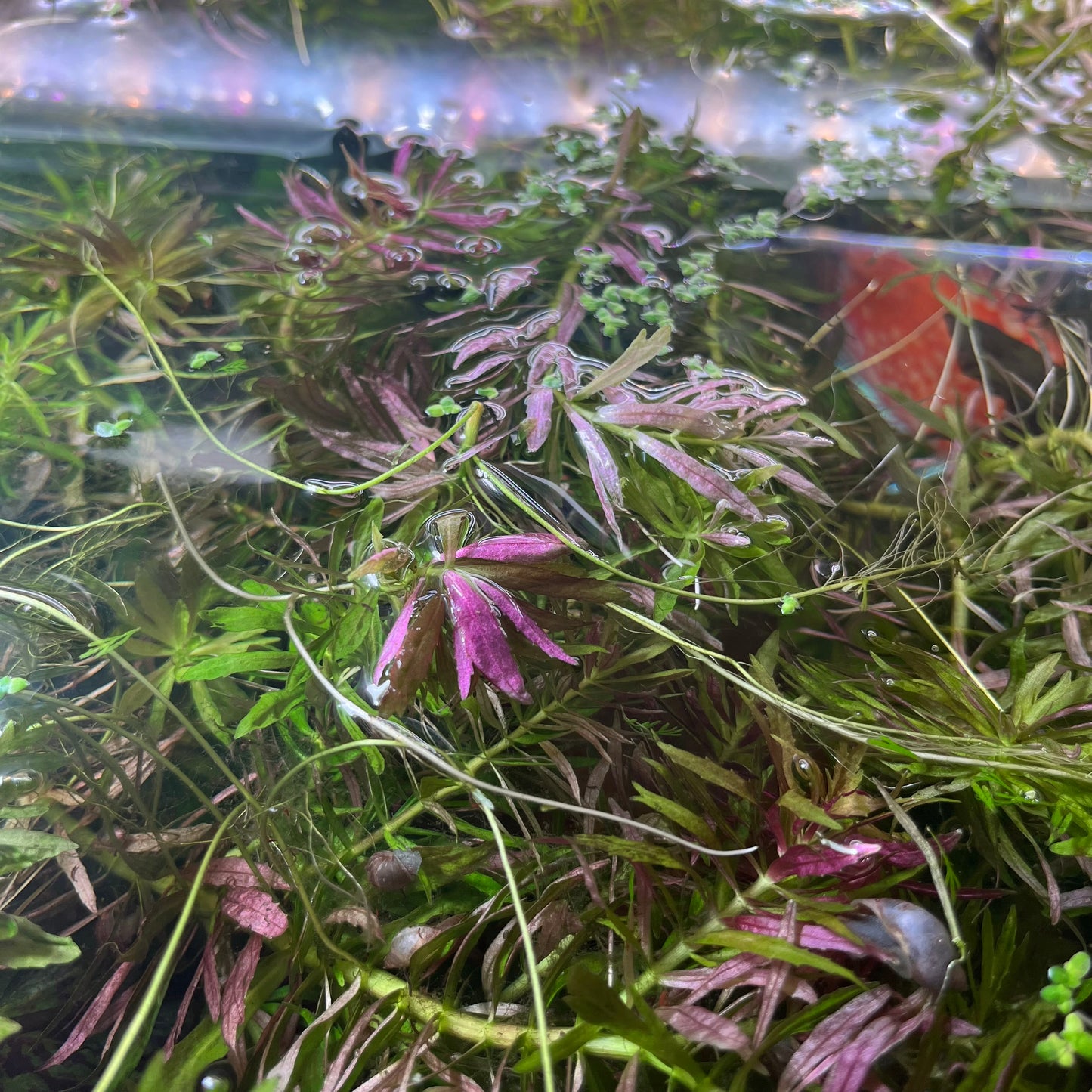 Limnophila Aromatica