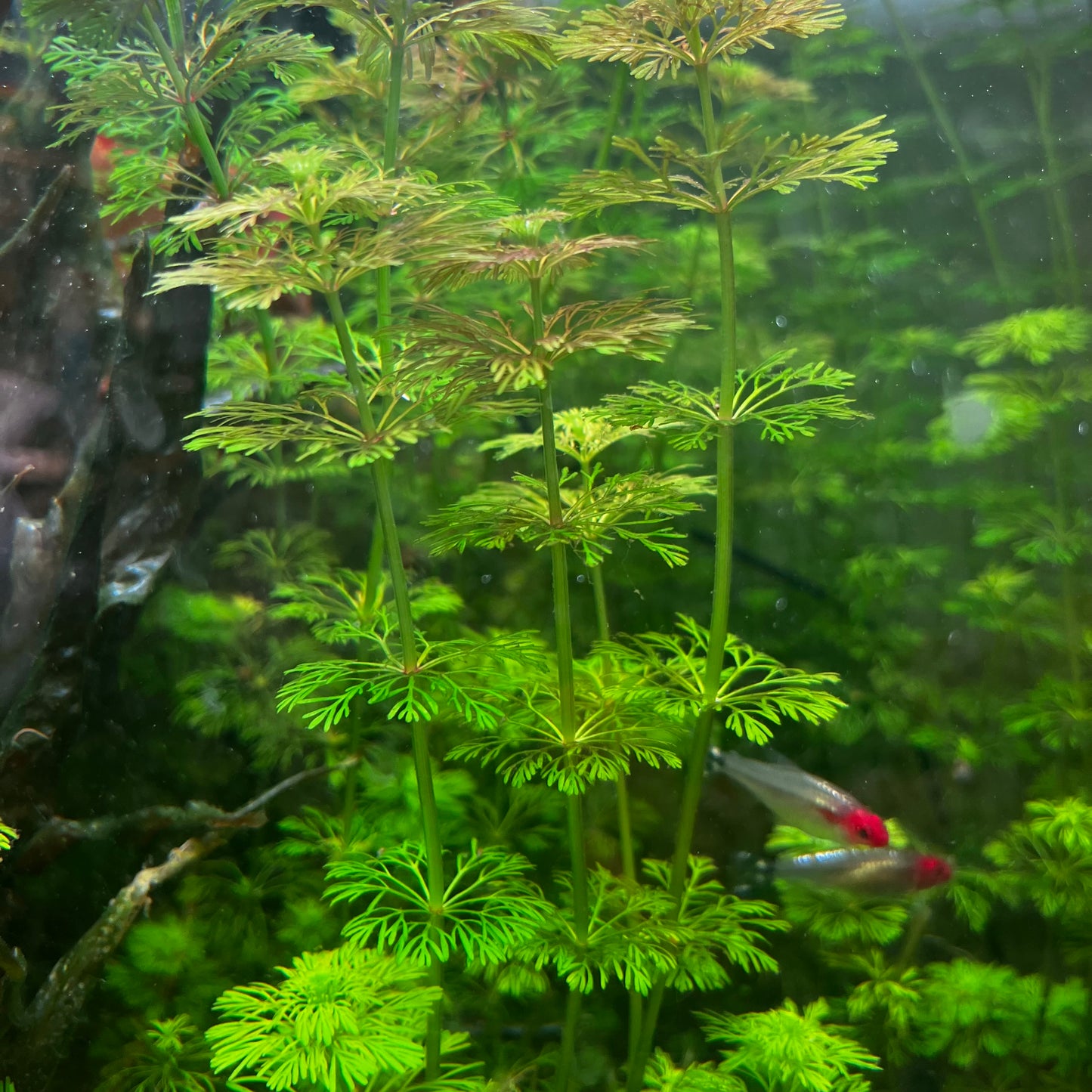 Limnophila Sessiliflora