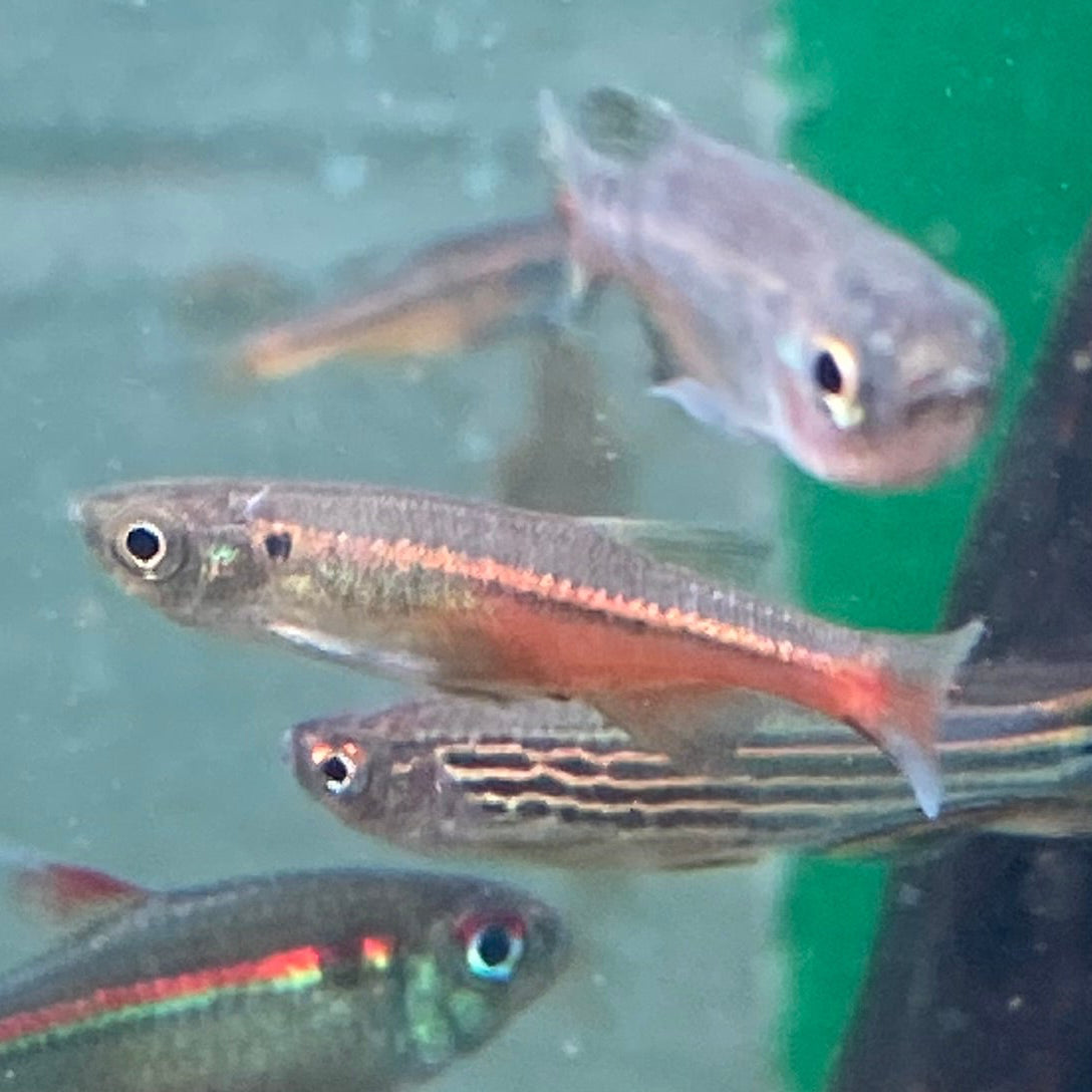 Fireline Danio - Devario Sondhii