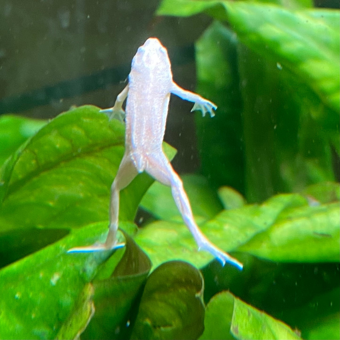 Platinum African Dwarf Frog - Hymenochirus Boettgeri