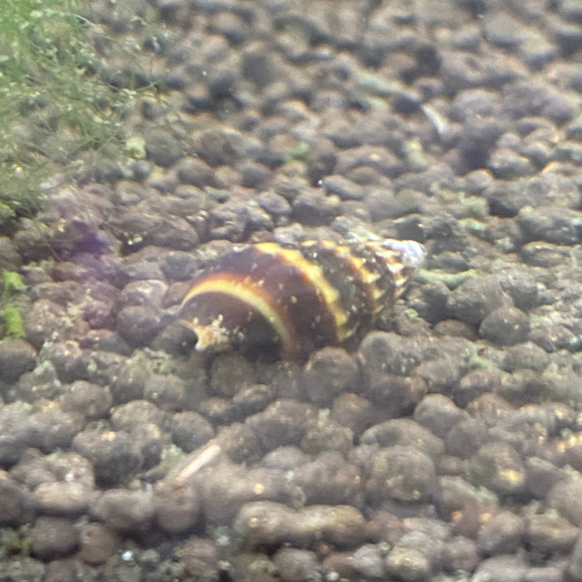 Assassin Snail - Anentome Helena