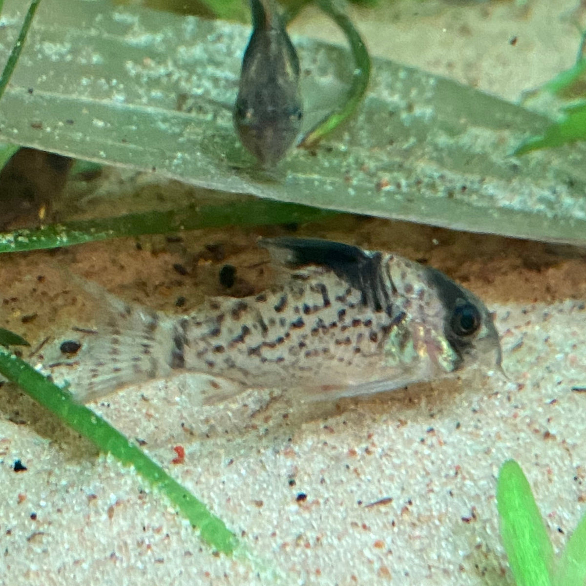 Punctatus Corydora - Corydoras Punctatus