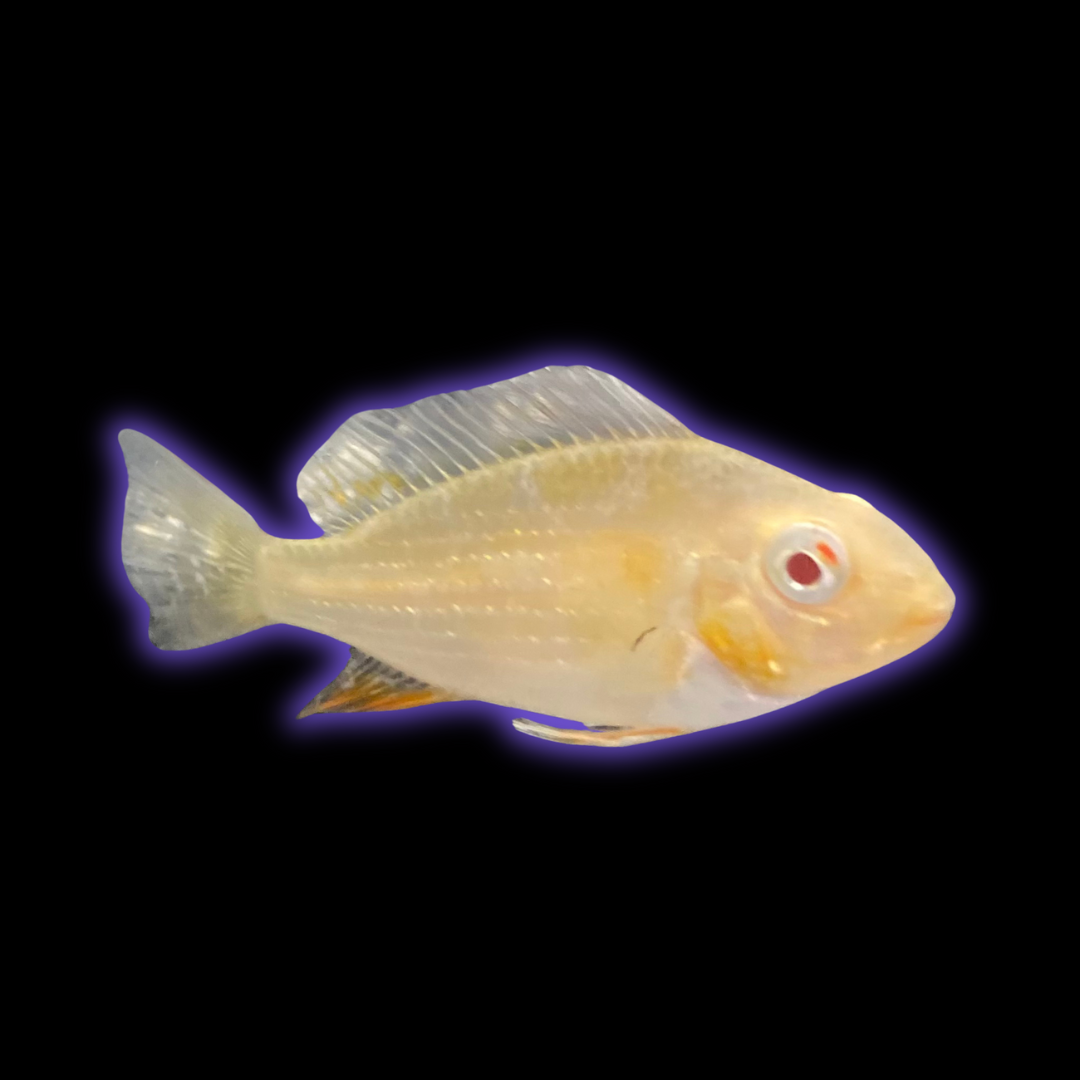 Albino Threadfin Geophagus