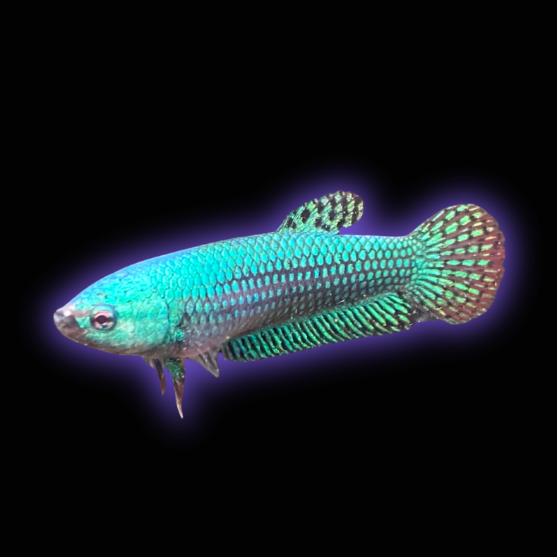 Alien Hybrid Betta Female