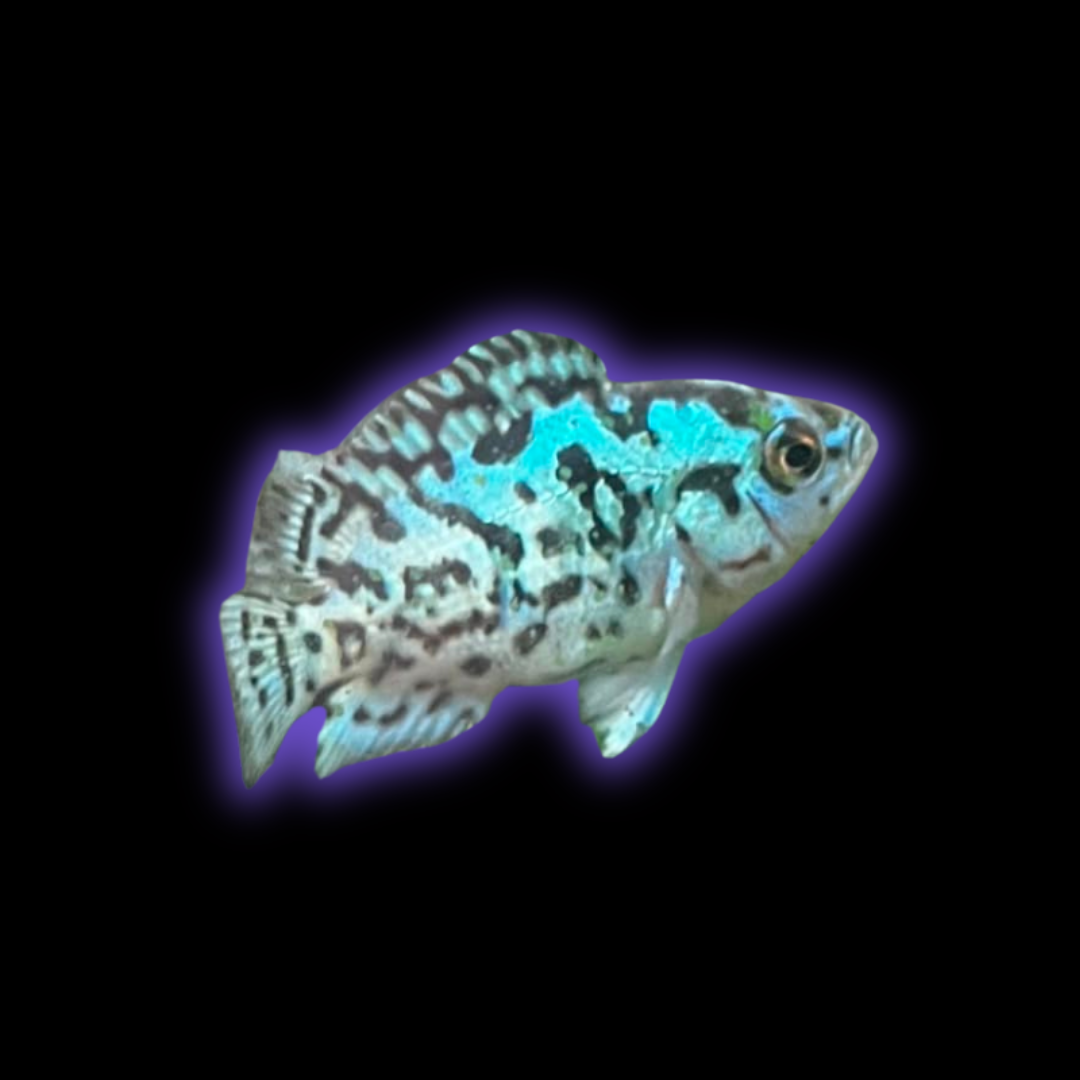 Electric Blue Jack Dempsey