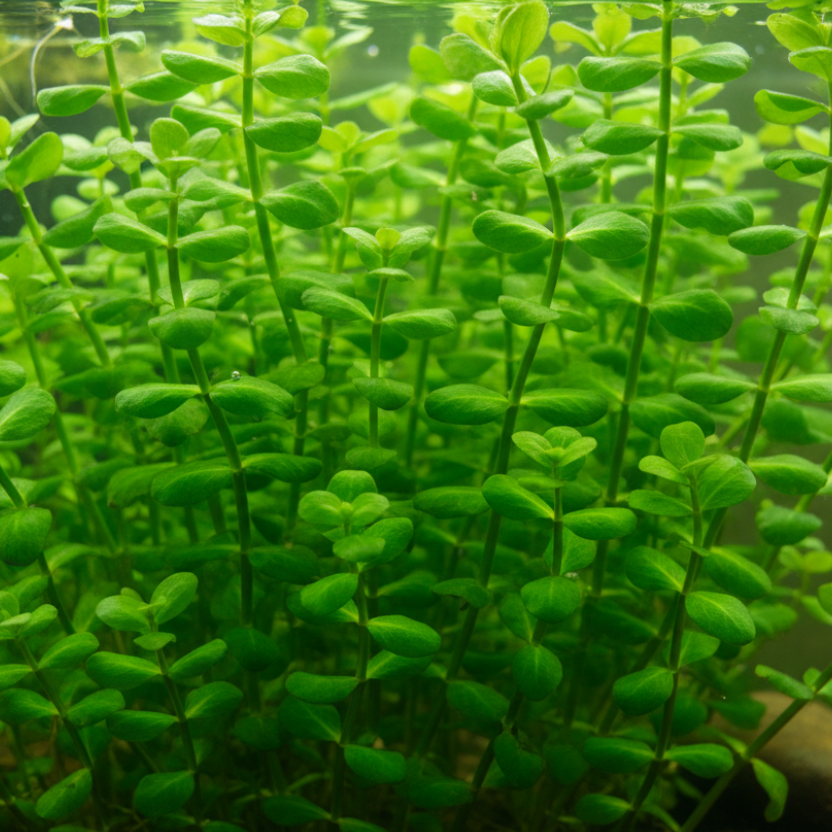 Bacopa Amplexicaulis