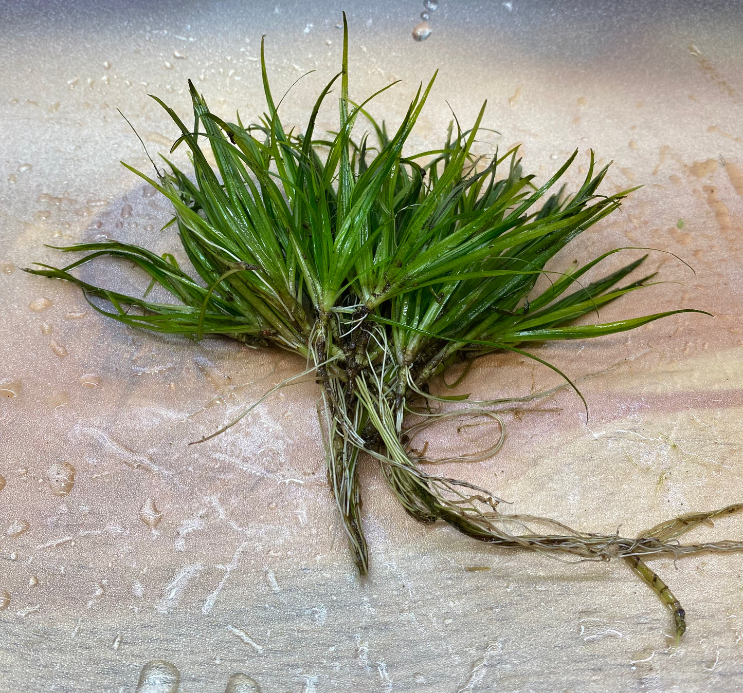 Juncus Repens