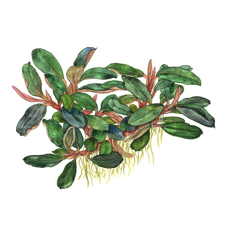 Bucephalandra Sordidula 'Blue' - Tropica