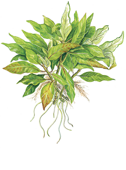 Hygrophila Corymbosa 'Compact' - Tropica