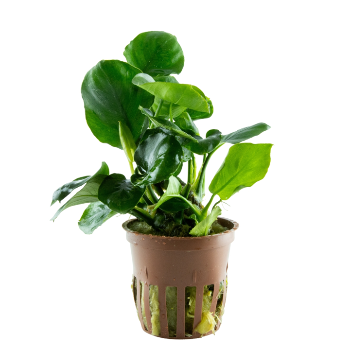 Anubias Barteri 'Coin Leaf' - Tropica