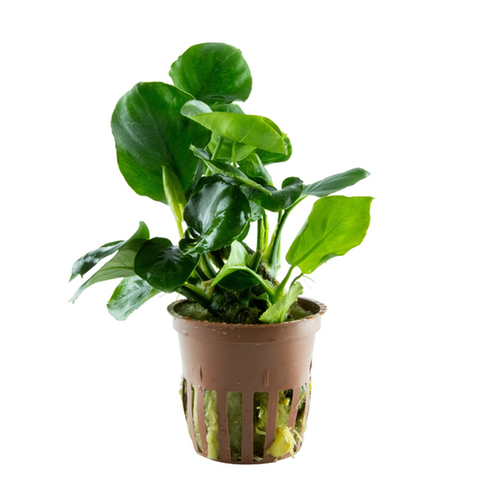 Anubias Barteri 'Coin Leaf' - Tropica