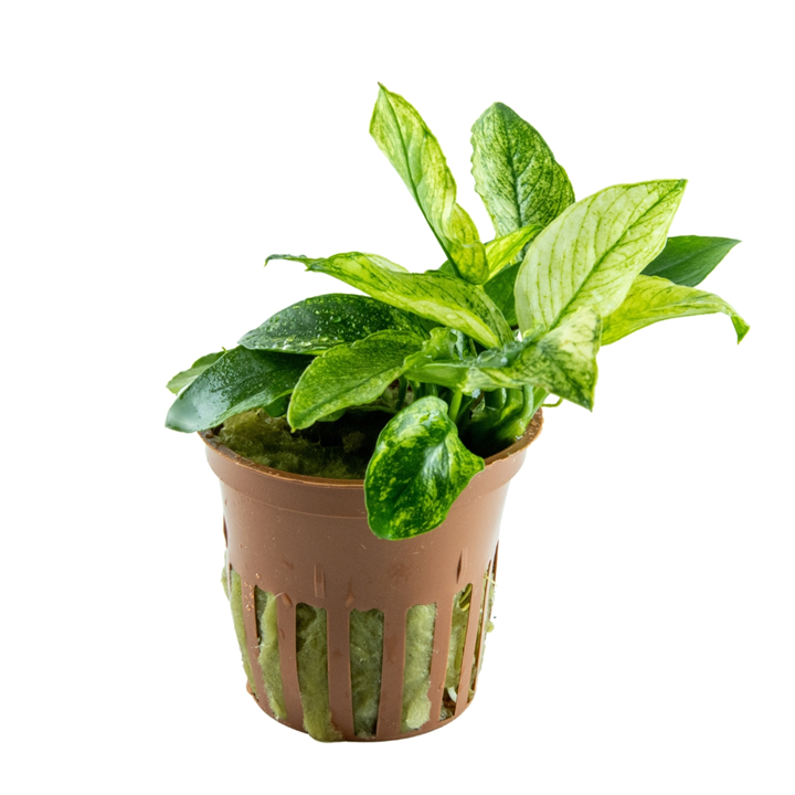 Anubias barteri var. nana ’Pinto’ - Tropica