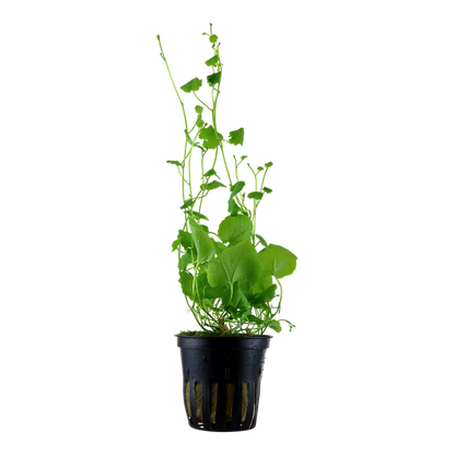 Cardamine Lyrata - Tropica