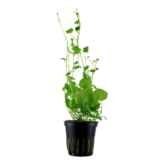 Cardamine Lyrata - Tropica