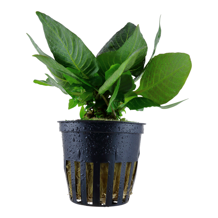 Hygrophila Corymbosa 'Compact' - Tropica