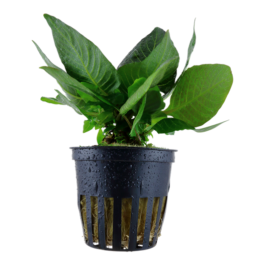 Hygrophila Corymbosa 'Compact' - Tropica