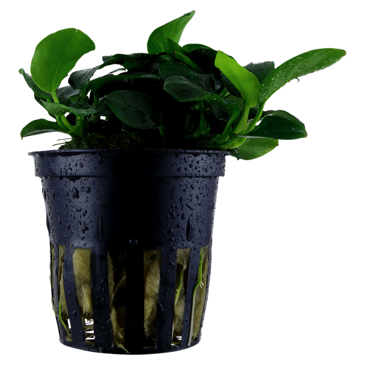 Anubias Barteri 'Petite' - Tropica