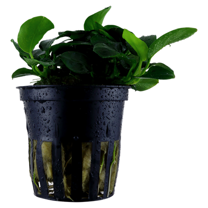 Anubias Barteri 'Petite' - Tropica