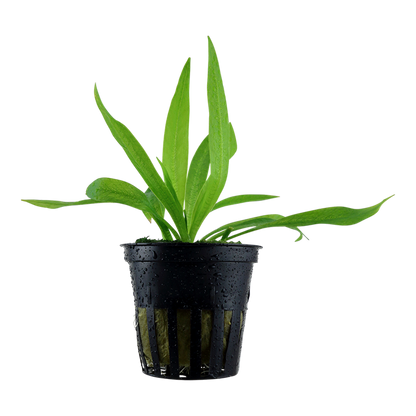 Helanthium Bolivianum 'Quadricostatus' - Tropica