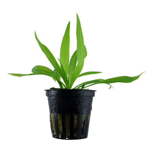 Helanthium Bolivianum 'Quadricostatus' - Tropica