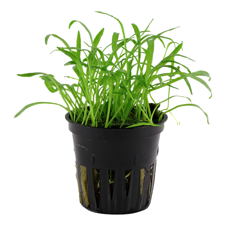 Lilaeopsis Brasiliensis - Tropica