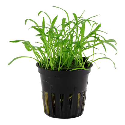 Lilaeopsis Brasiliensis - Tropica