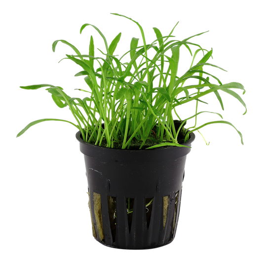 Lilaeopsis Brasiliensis - Tropica