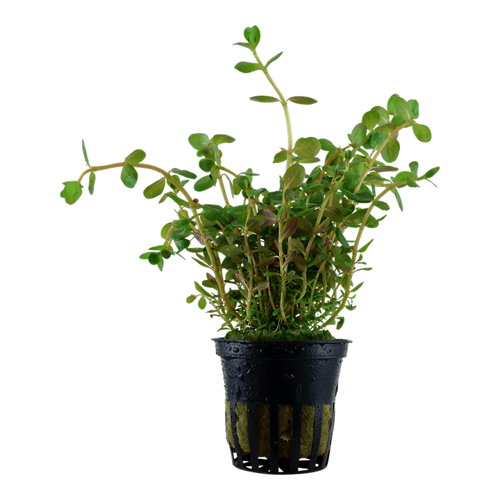 Rotala Rotundifolia - Tropica