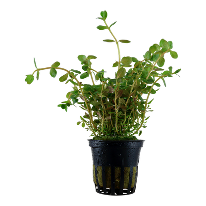 Rotala Rotundifolia - Tropica