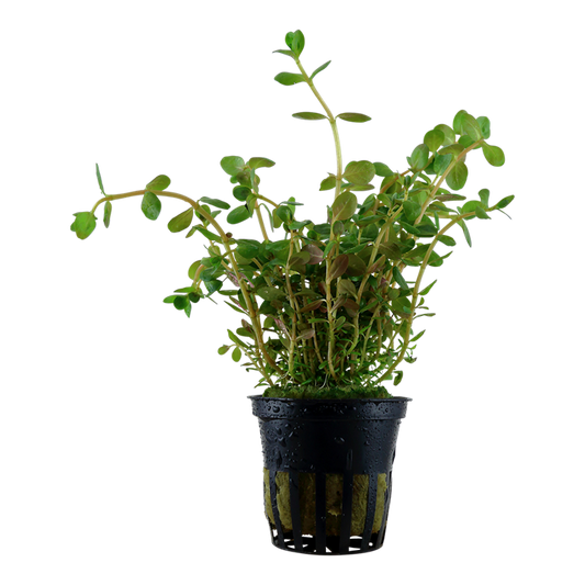 Rotala Rotundifolia - Tropica