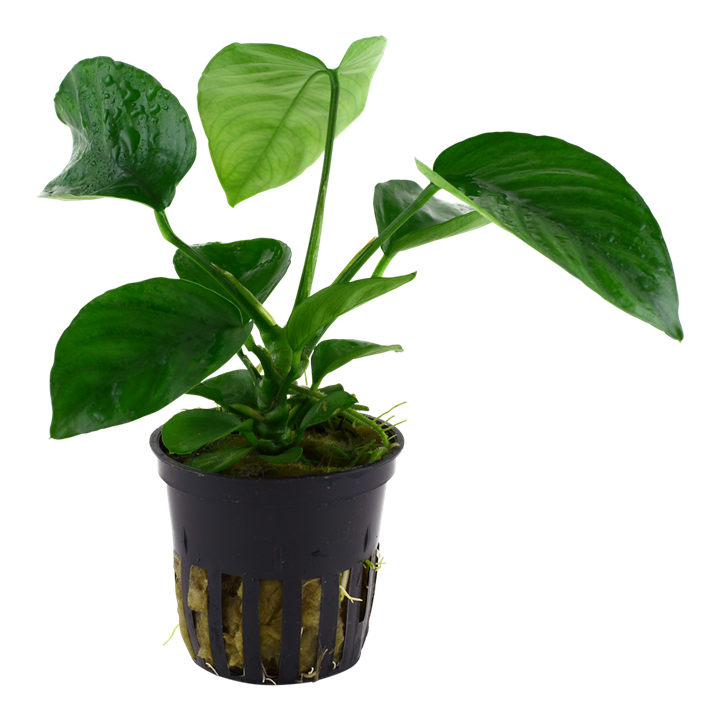 Anubias Barteri Caladiifolia - Tropica