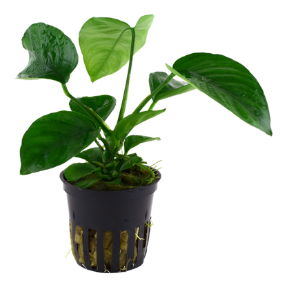 Anubias Barteri Caladiifolia - Tropica