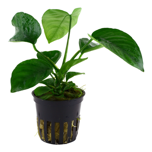 Anubias Barteri Caladiifolia - Tropica