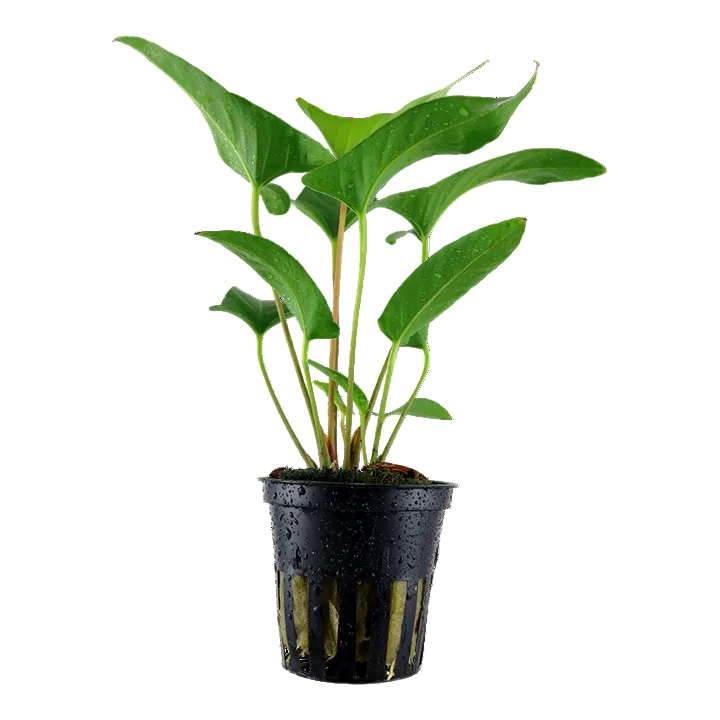 Anubias Gracilis - Tropica
