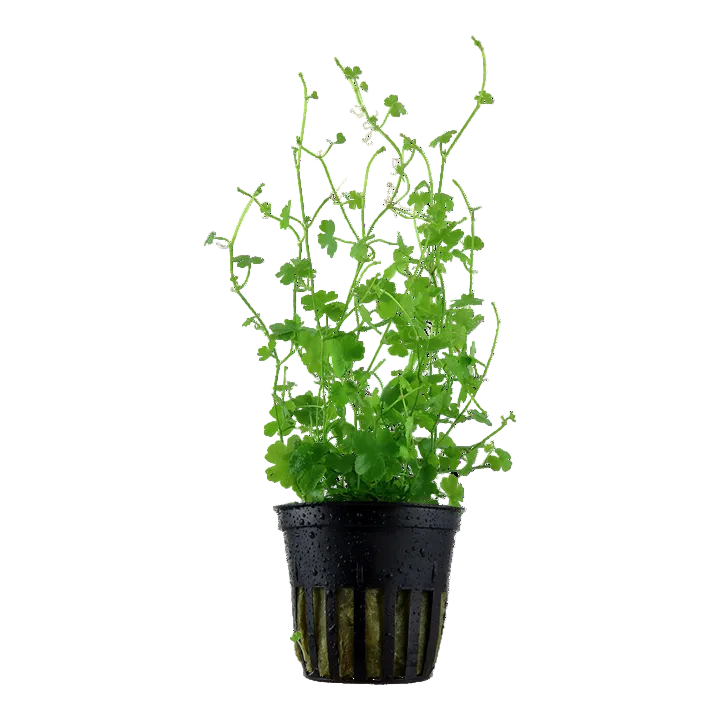 Hydrocotyle Tripartita - Tropica