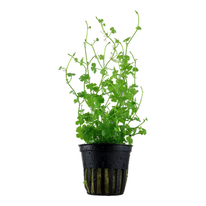Hydrocotyle Tripartita - Tropica