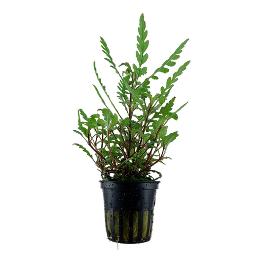 Hygrophila Pinnatifida - Tropica