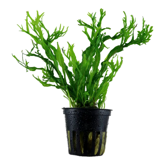Microsorum Pteropus - Java Fern 'Windelov' - Tropica