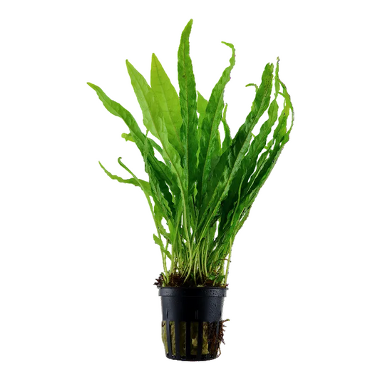 Microsorum Pteropus - Classic Java Fern - Tropica
