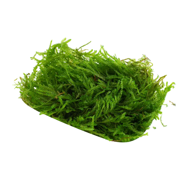 Vesicularia ferriei 'Weeping Moss' - Tropica