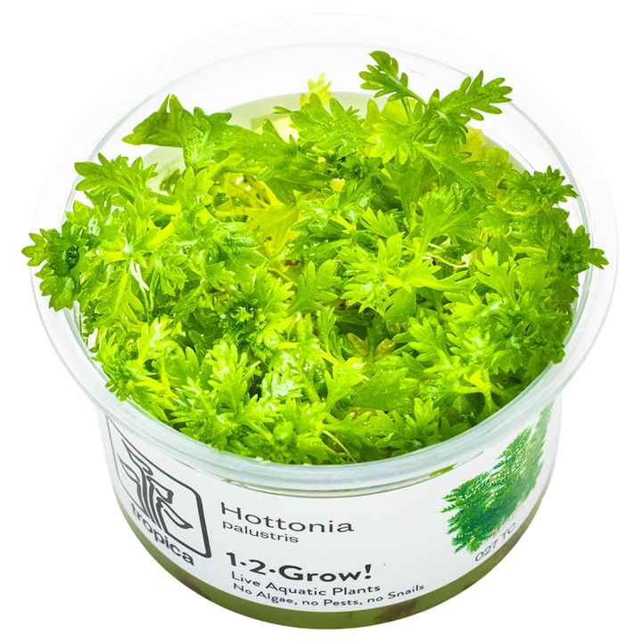 Hottonia Palustris - Tissue Culture - Tropica