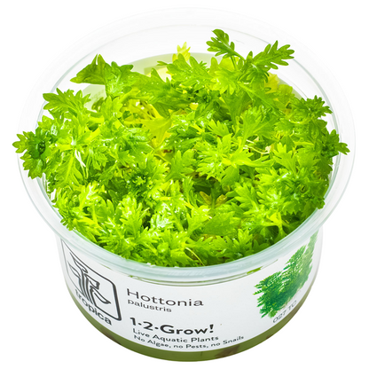 Hottonia Palustris - Tissue Culture - Tropica