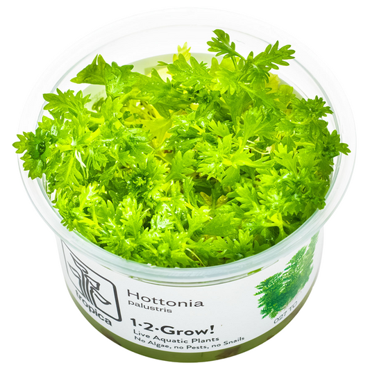 Hottonia Palustris - Tissue Culture - Tropica