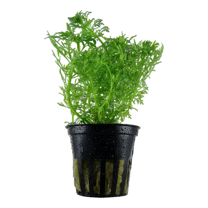 Limnophila Aquatica - Tropica