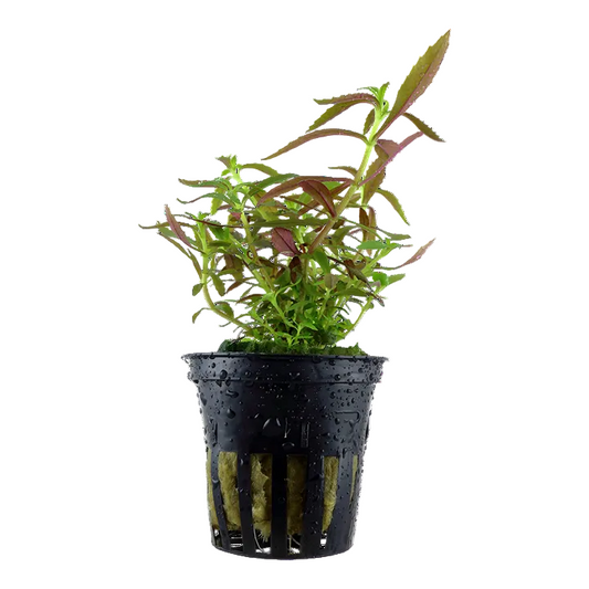 Limnophila Hippuridoides - Tropica