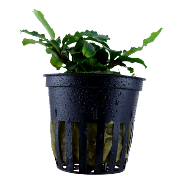 Bucephalandra Pygmaea 'Wavy Green' - Tropica